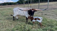 #2517 PB Special K x RNL Fredrick 